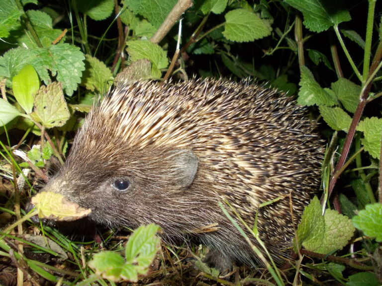 Igel zwischen grünen Blättern und Pflanzen. Beispielaufnahme von 2021, nicht aus der Fotoaktion in Marburg-Biedenkopf.