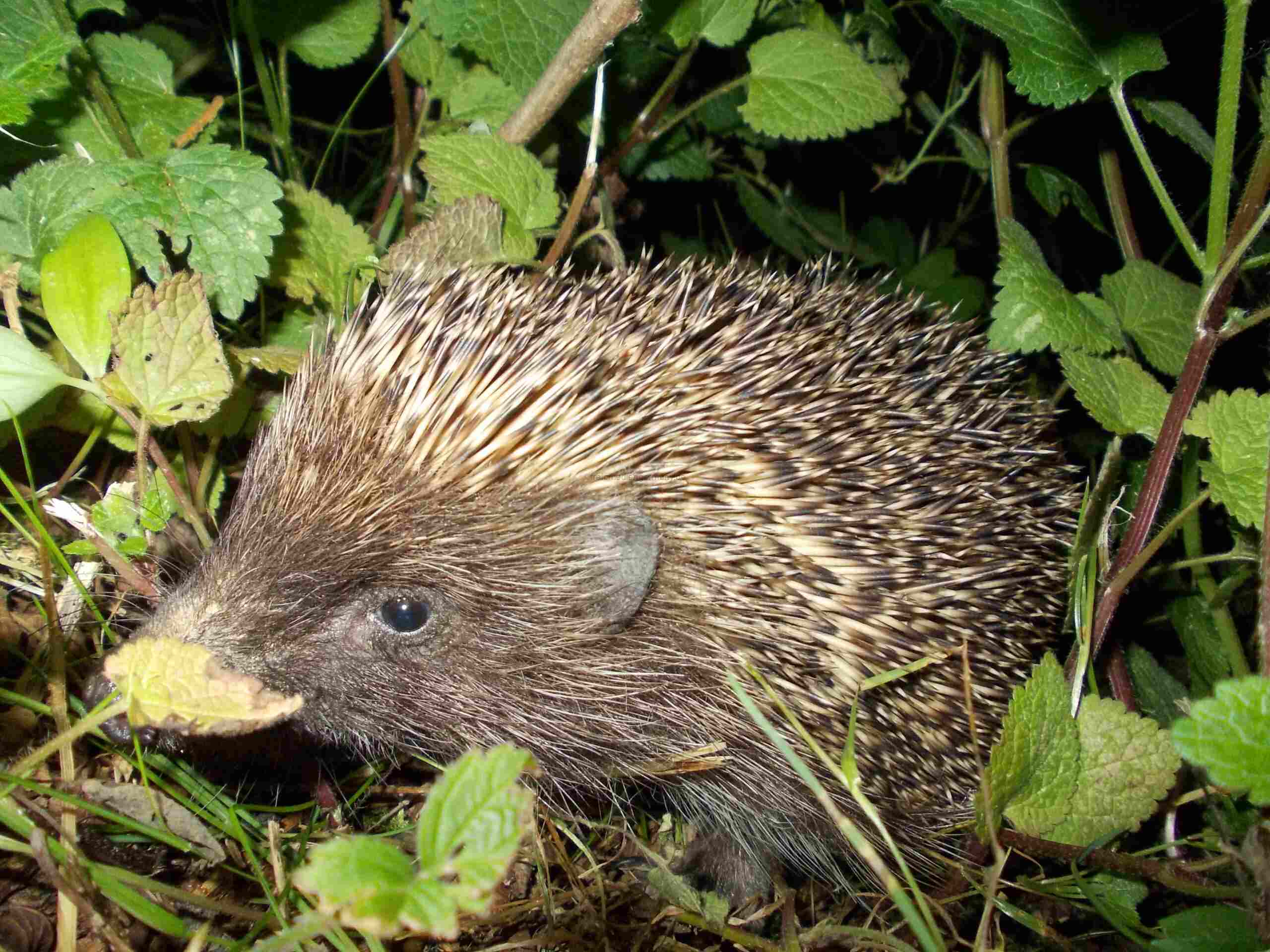 Igel zwischen grünen Blättern und Pflanzen. Beispielaufnahme von 2021, nicht aus der Fotoaktion in Marburg-Biedenkopf.